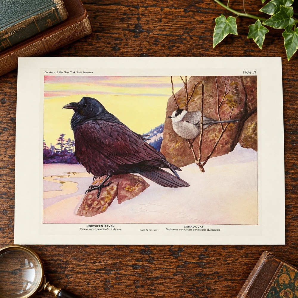 Northern Raven Canada Jay Fuertes Bird Art Print Vintage Style Reproduction